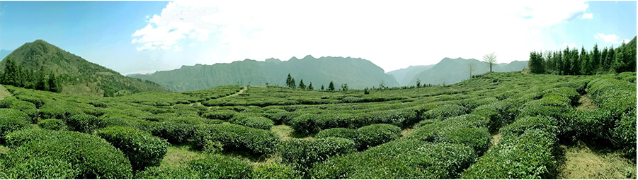 張家界林豐茶葉開(kāi)發(fā)有限公司,張家界茶葉開(kāi)發(fā),茶葉種植,桑植白茶加工,帥湘紅銷(xiāo)售