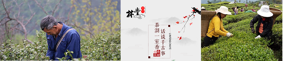 張家界林豐茶葉開(kāi)發(fā)有限公司,張家界茶葉開(kāi)發(fā),茶葉種植,桑植白茶加工,帥湘紅銷(xiāo)售