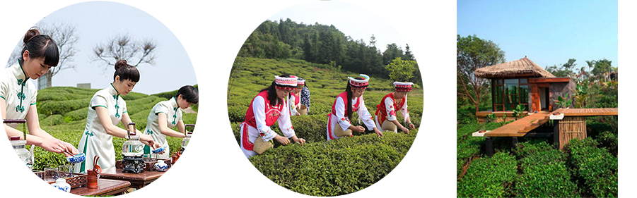 張家界林豐茶葉開(kāi)發(fā)有限公司,張家界茶葉開(kāi)發(fā),茶葉種植,桑植白茶加工,帥湘紅銷(xiāo)售